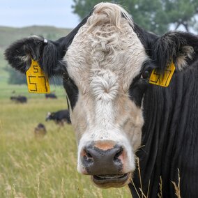 cow