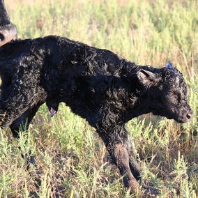 Newborn calf