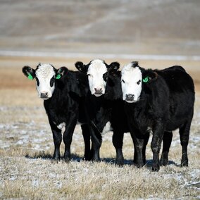 Heifers