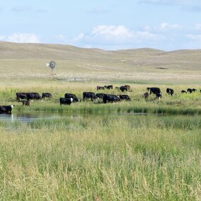Cows grazing