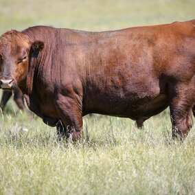 cow standing in field