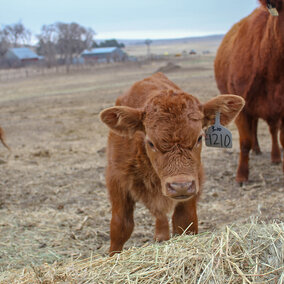 calf near pile of hay