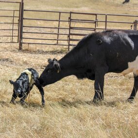 Cow and calf