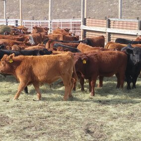 Weaned calves