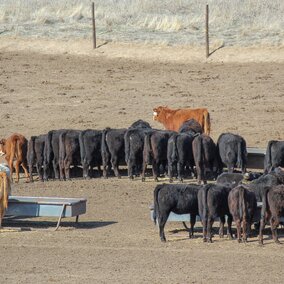 Calves on feed