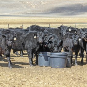 Cattle at mineral tubs