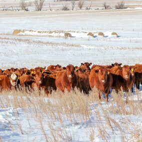 Winter grazing