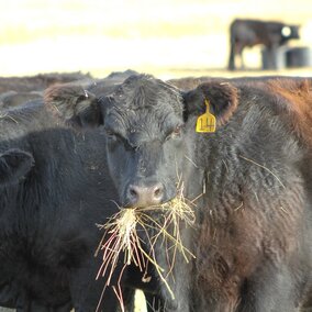 Cow eating hay