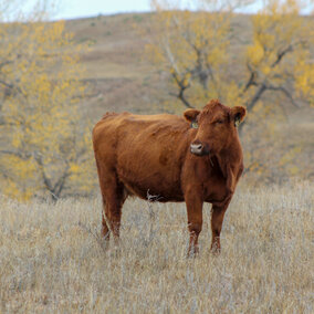 Cow on rangeland