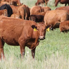 Cow grazing