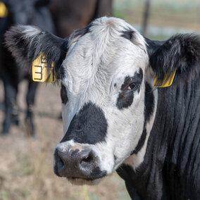 Cow on rangeland