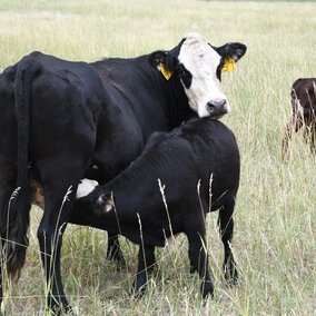 Cow and calf