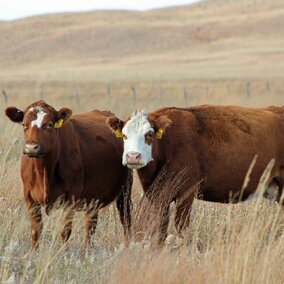 Cows on rangeland
