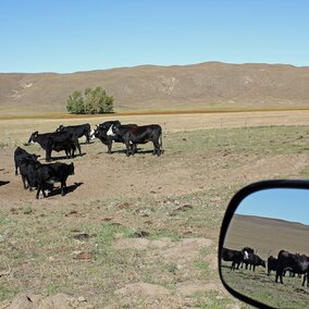 Cows calves