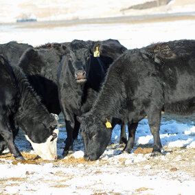 Cows eating supplement on range