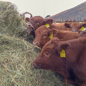 Feeder calves