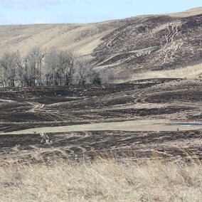 Burnt grassy hills with scattered trees and sparse vegetation 