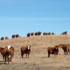 Cows