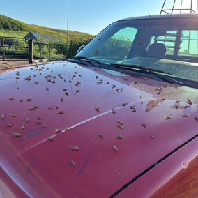 grasshoppers on the hood of a vehicle
