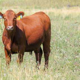 Steer on pasture