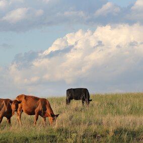 Cattle in a field