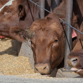 Steers at bunk