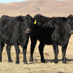 Second Calf Heifers