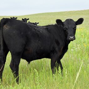 Yearling steer