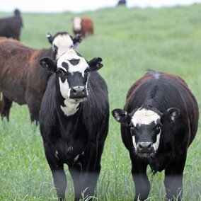 Yearlings on pasture