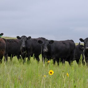 Yearling cattle on grass