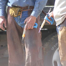 Preparing to vaccinate calves
