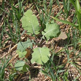 Cover crop