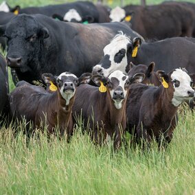 Cows and calves grazing