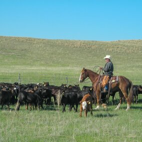 Rancher on horse