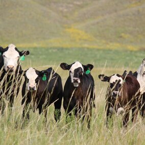 summer calves