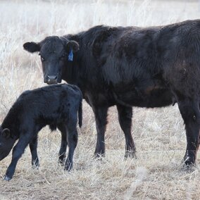 Cow and calf