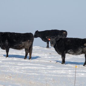 Cows in snow