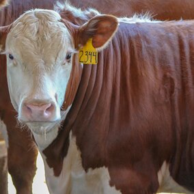 Steer in lot