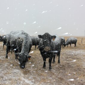 Winter grazing cows