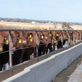 Calves on feed