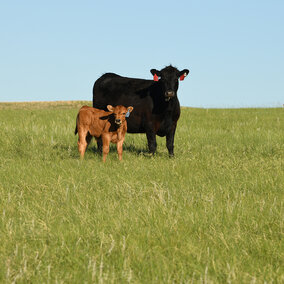 Black cow and red calf on pasture