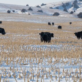 Cows grazing corn residue