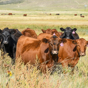 Yearling heifers grazing on a meadow