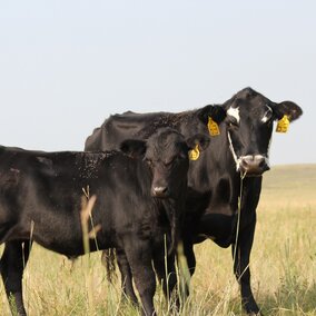 Cow and calf grazing