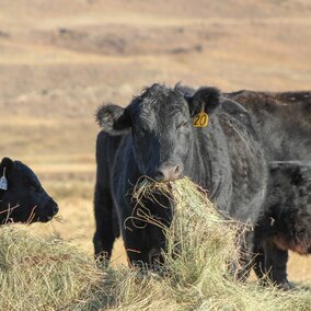 Cow eating meadow hay