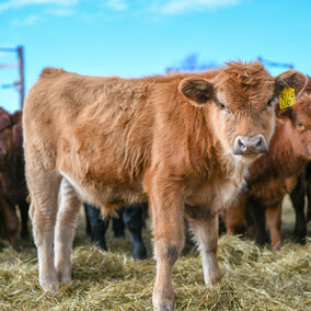 Weaned calves