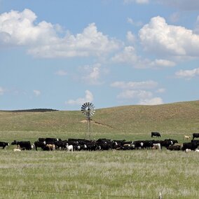 cows and calves in a field by a windmill