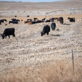 Cattle grazing windrowed summer annuals