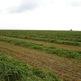 Windrows to be grazed