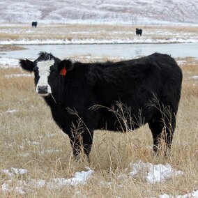 cow standing